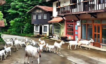 Uçaklı Karadeniz Yaylaları ve Batum Turu (3 Gece Otel Konaklamalı)