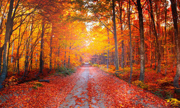 Günübirlik Yedigöller Turu