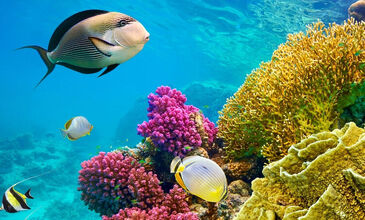Promosyon Sharm El Sheikh Turu - Ajet Havayolları ile 3 Gece Otelden Geç Çıkışlı