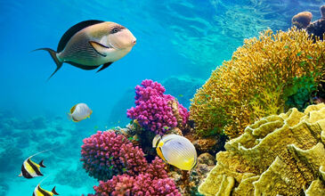 Promosyon Sharm El Sheikh Turu - Ajet Havayolları ile 6 Gece Otelden Geç Çıkışlı