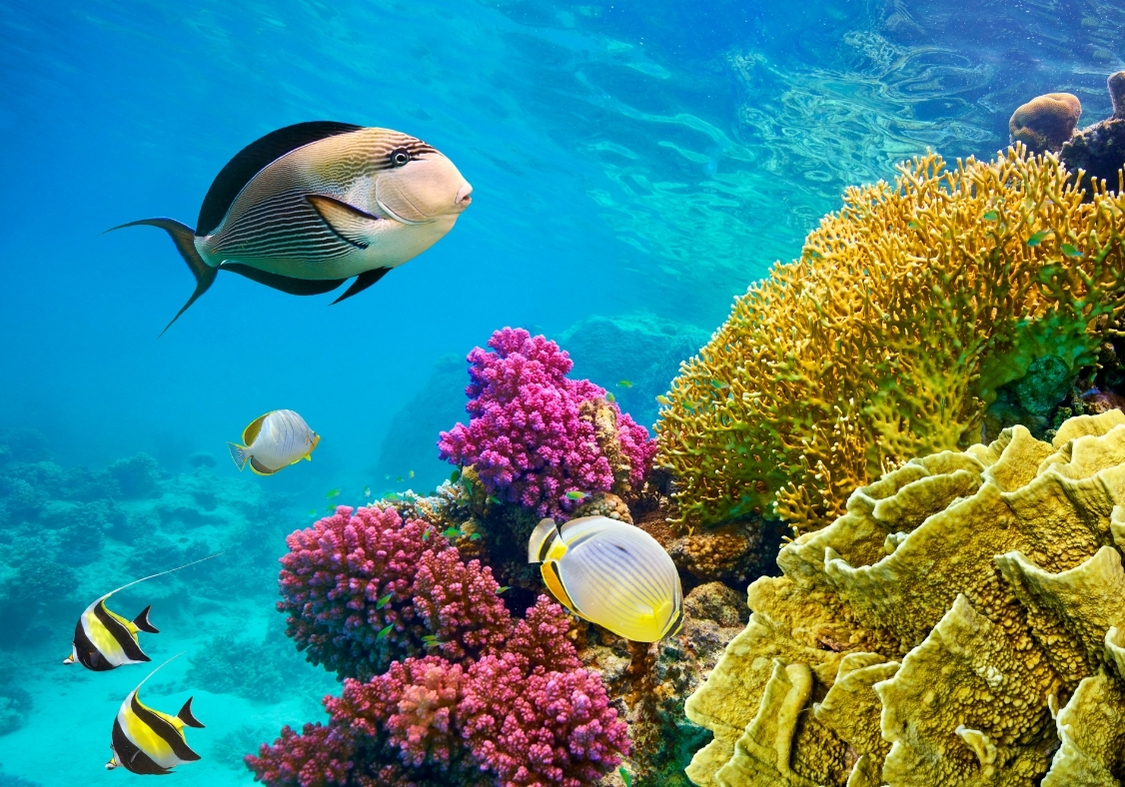 Promosyon Sharm El Sheikh Turu - Ajet Havayolları ile 5 Gece Otelden Geç Çıkışlı