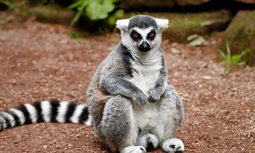 Madagaskar & Mauritius Turu Emirates Havayolları İle 10 Gece 12 Gün 2026 EJ001